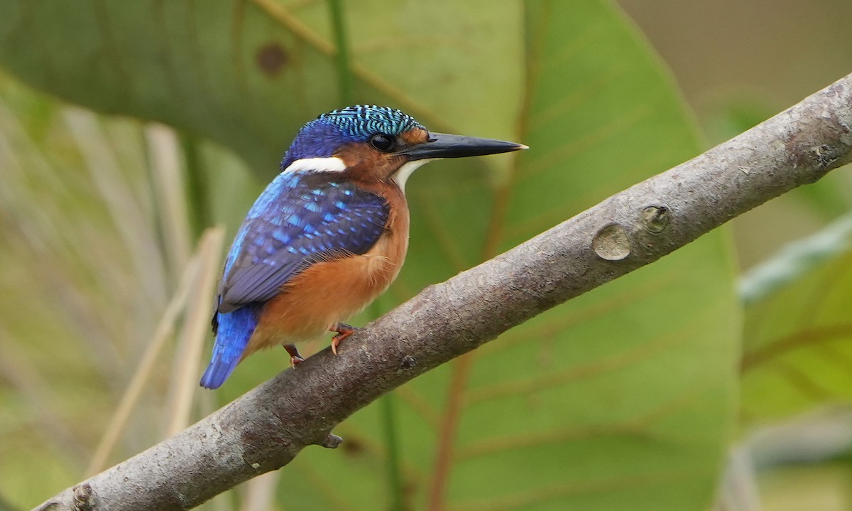 Malachite Kingfisher - ML643928185