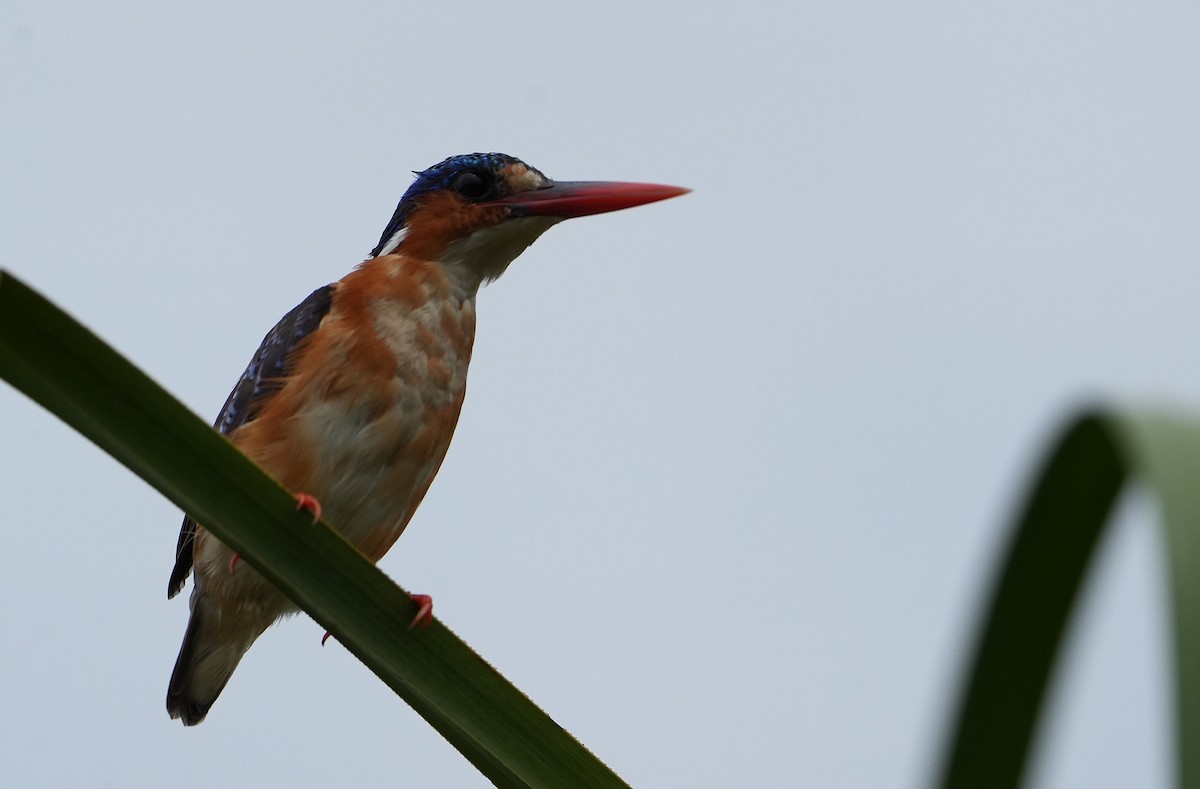 Malachite Kingfisher - ML643928189