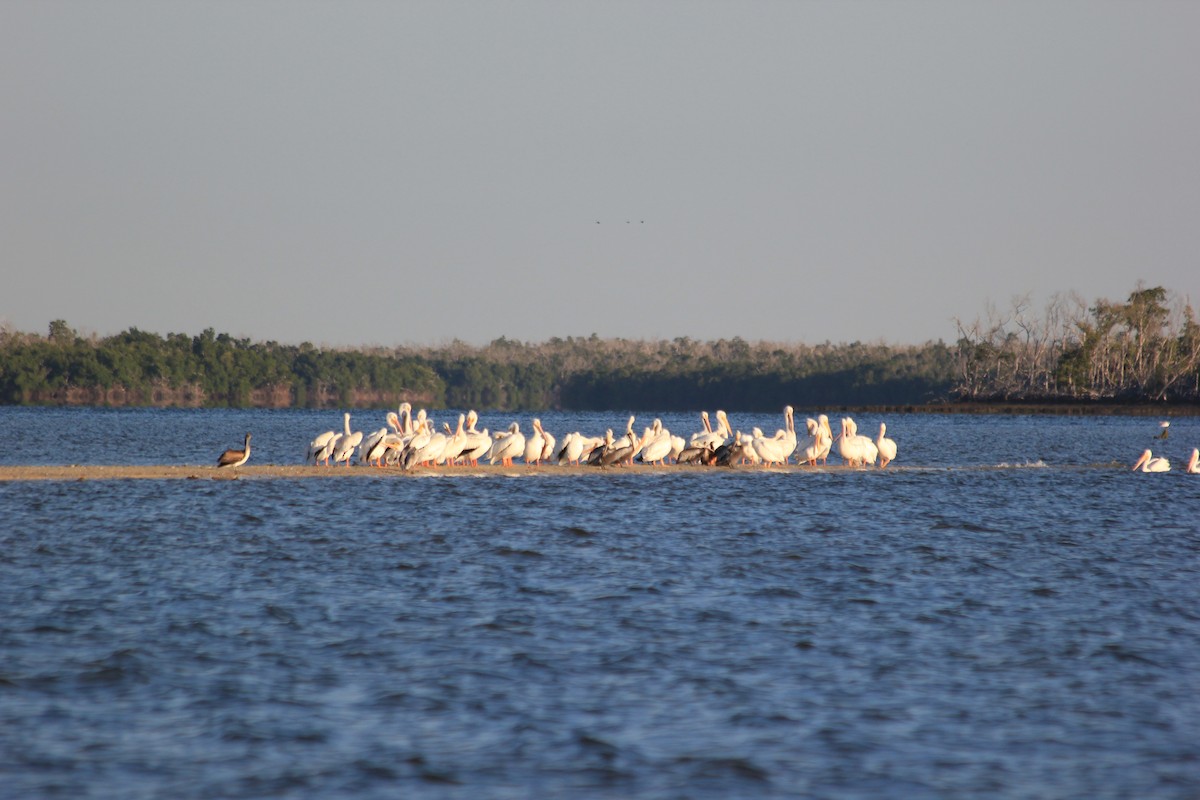 American White Pelican - ML643928191