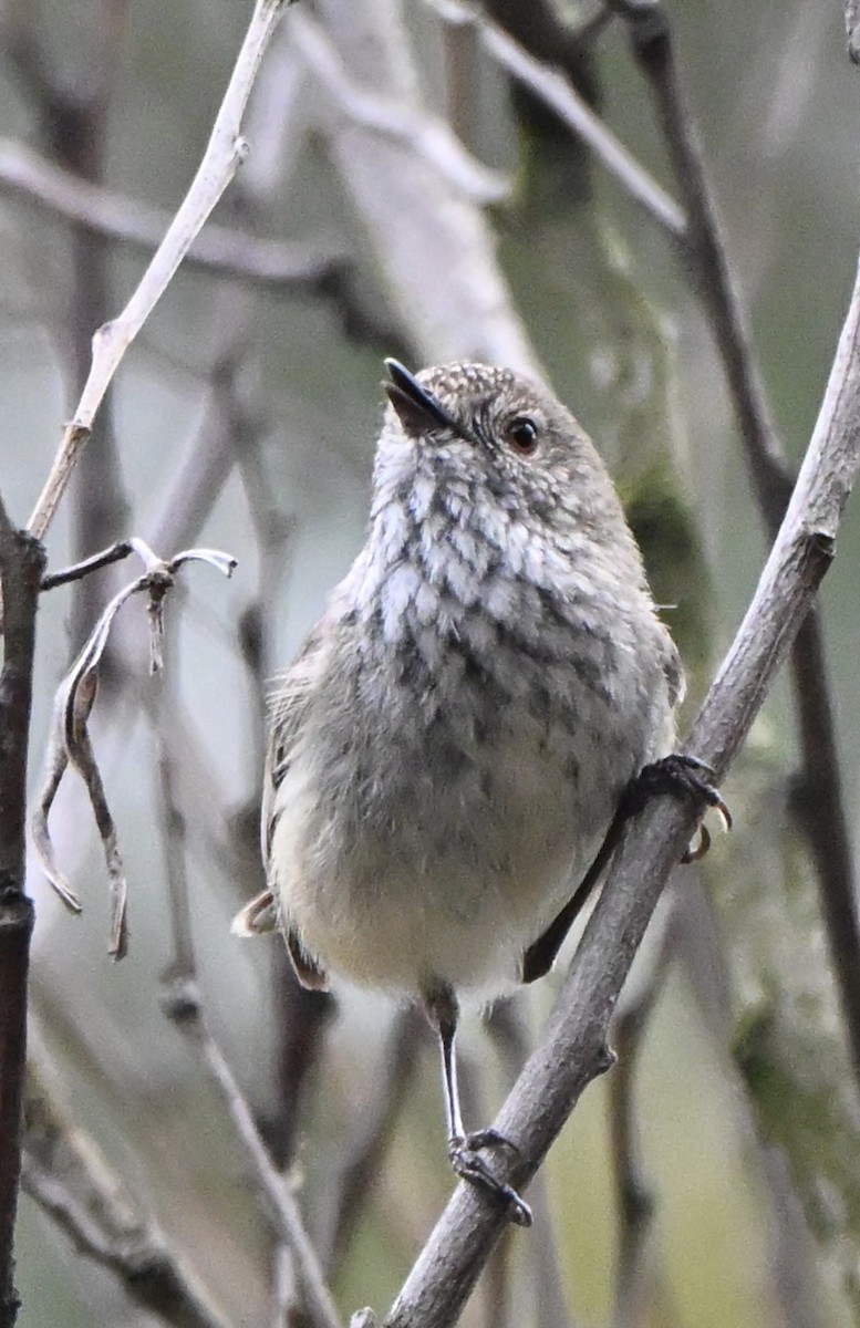 Inland Thornbill - ML643928192