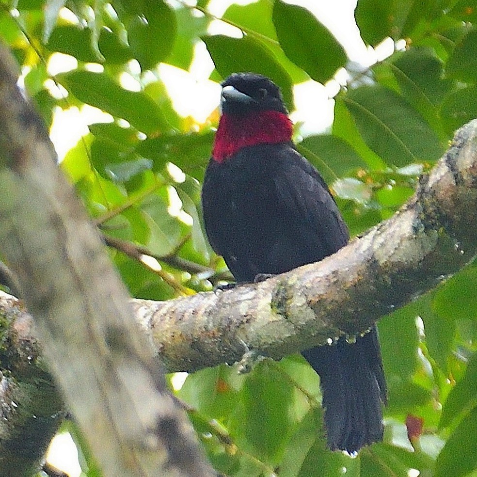 Purple-throated Fruitcrow - ML643928195
