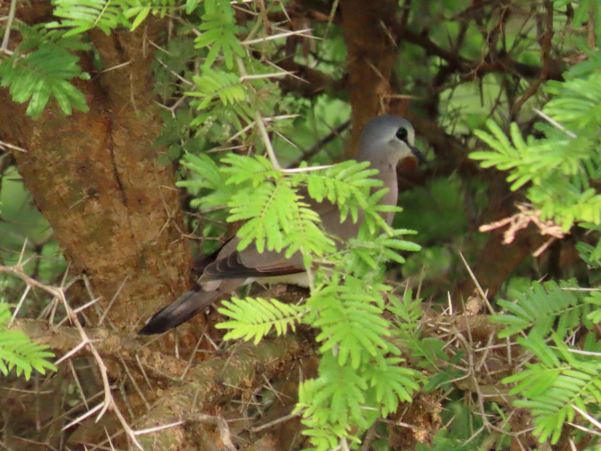 Black-billed Wood-Dove - ML643928201