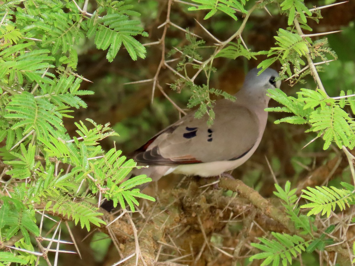 Black-billed Wood-Dove - ML643928203
