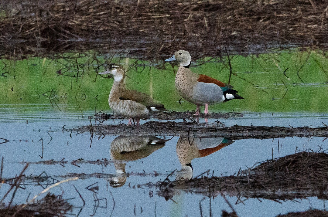 Rotschulterente - ML643928205