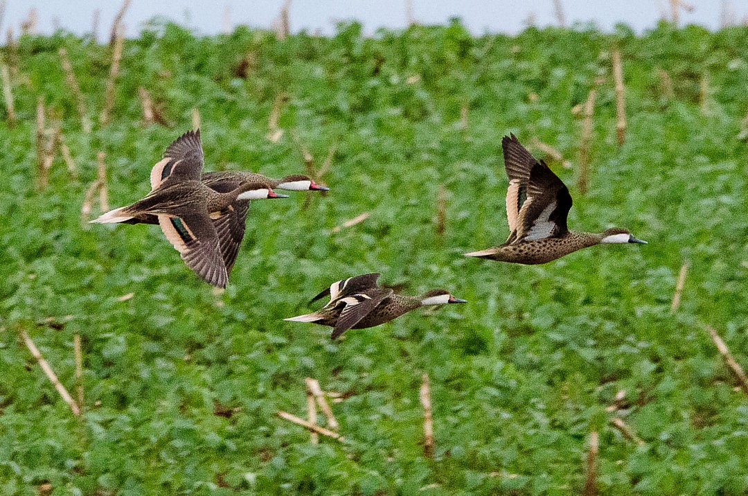 White-cheeked Pintail (White-cheeked) - ML643928212