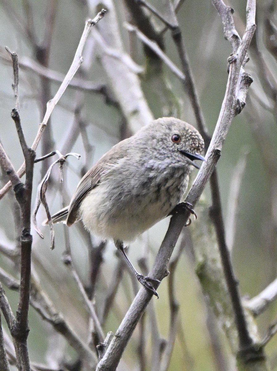 Inland Thornbill - ML643928213