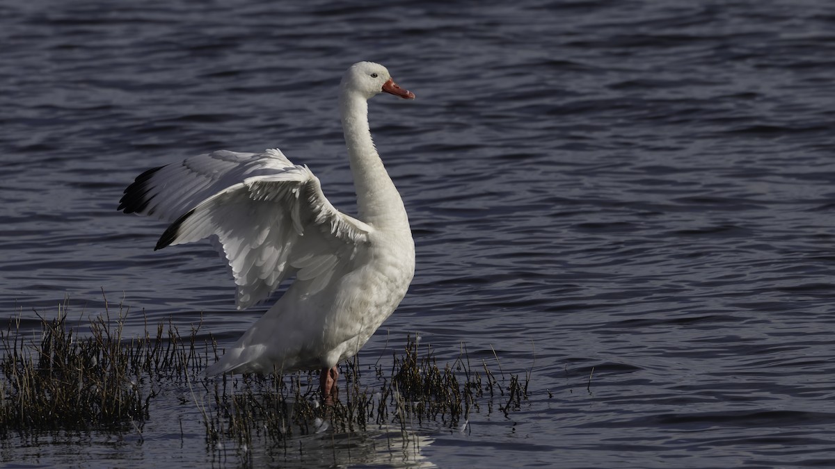 Coscoroba Swan - ML643928221