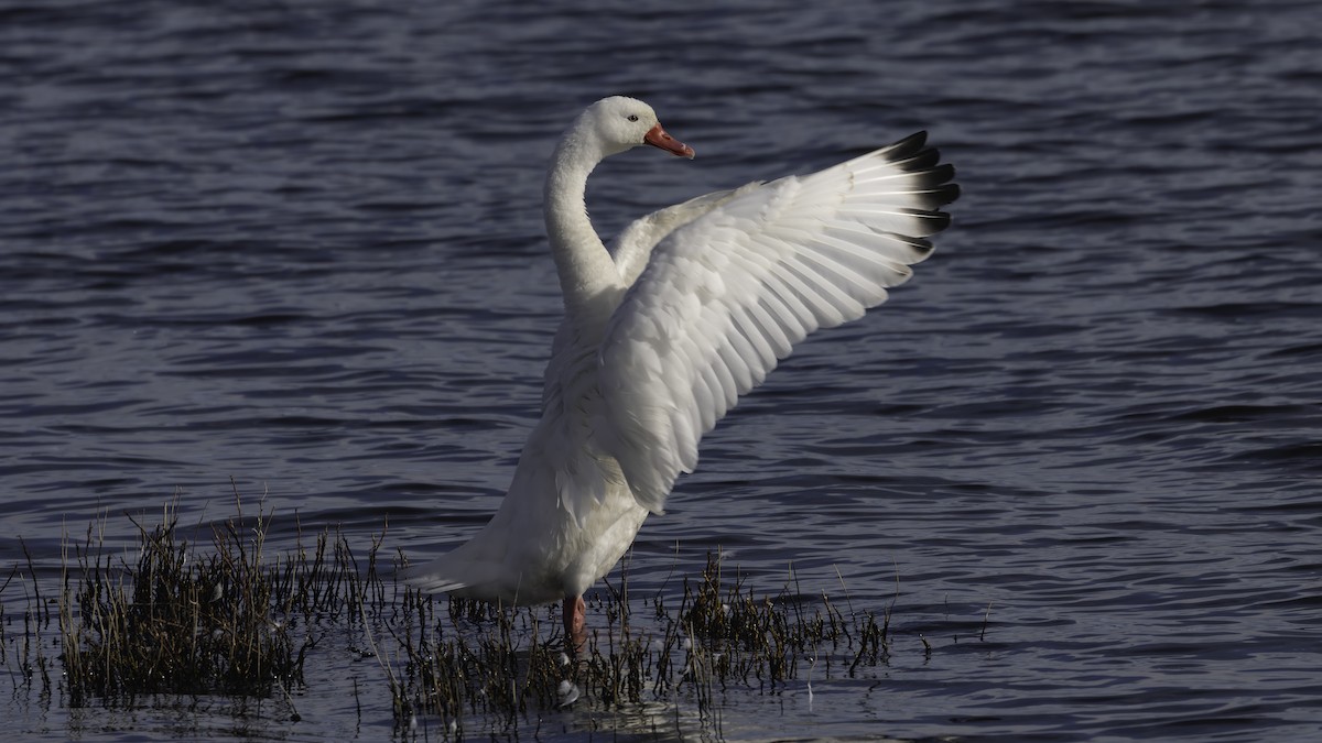 Coscoroba Swan - ML643928223