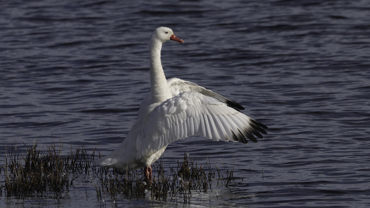 Coscoroba Swan - ML643928224