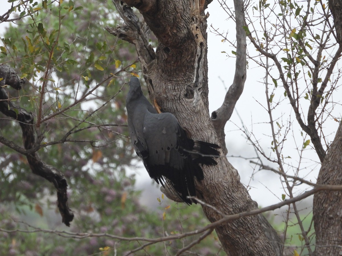 African Harrier-Hawk - ML643928225