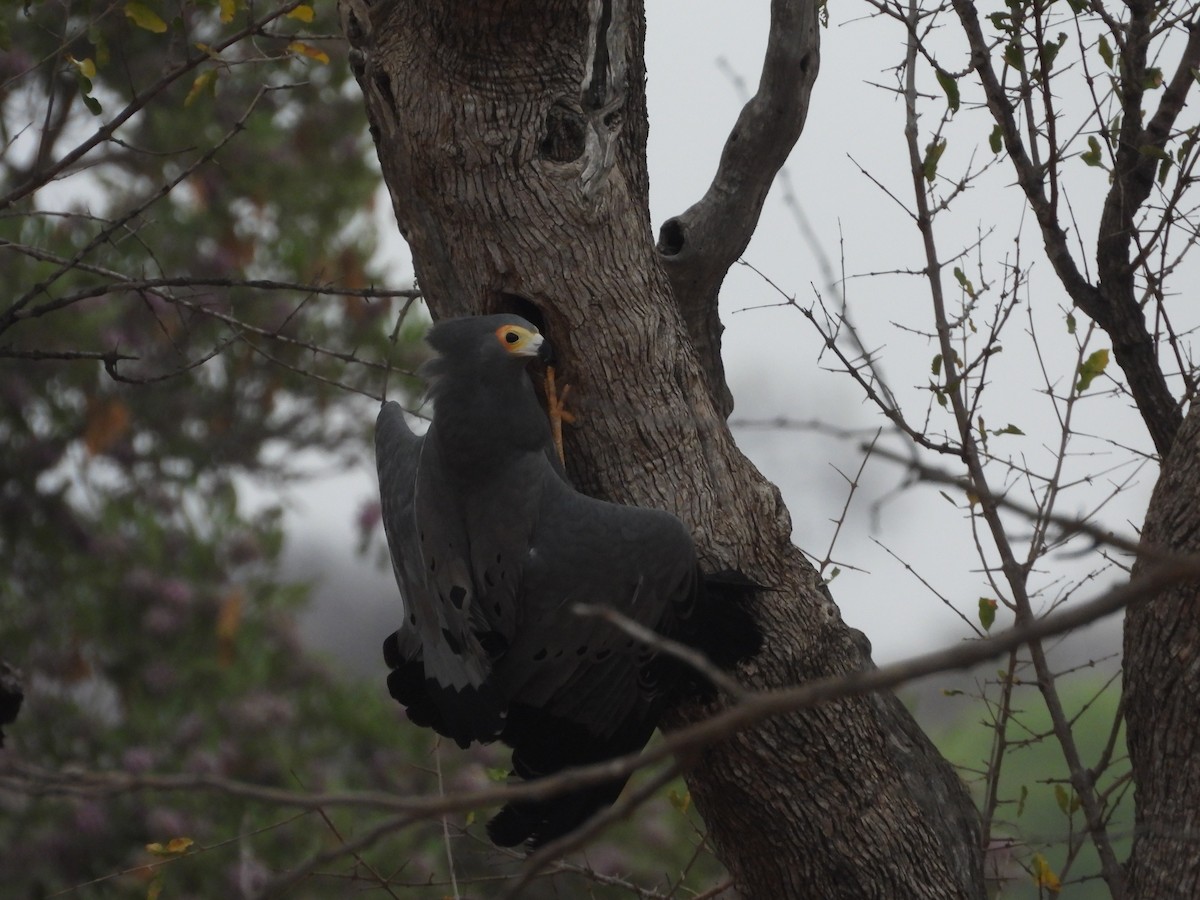 African Harrier-Hawk - ML643928226