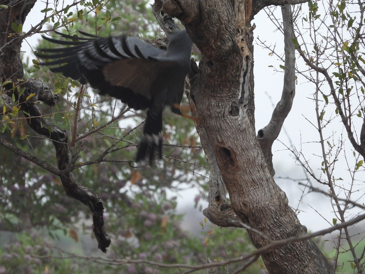 African Harrier-Hawk - ML643928227