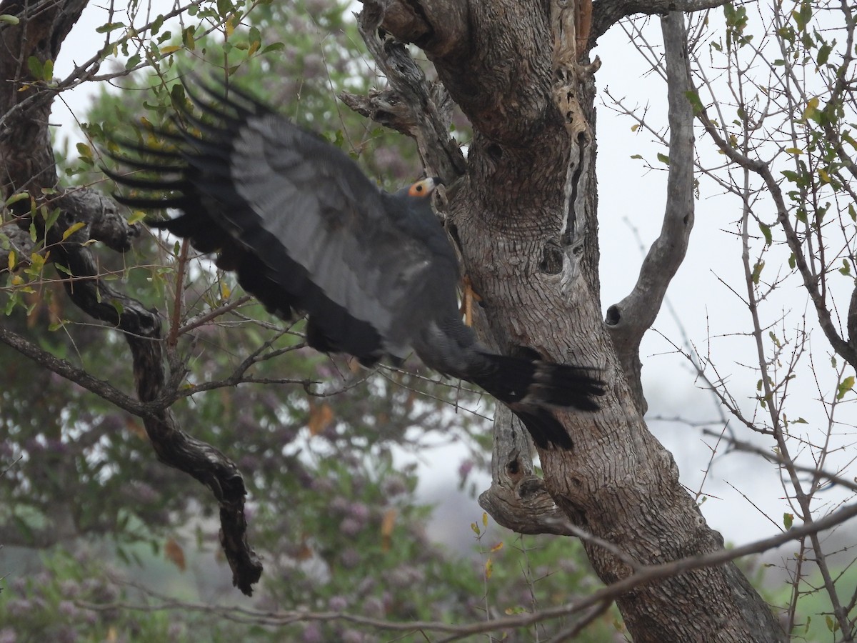 African Harrier-Hawk - ML643928228