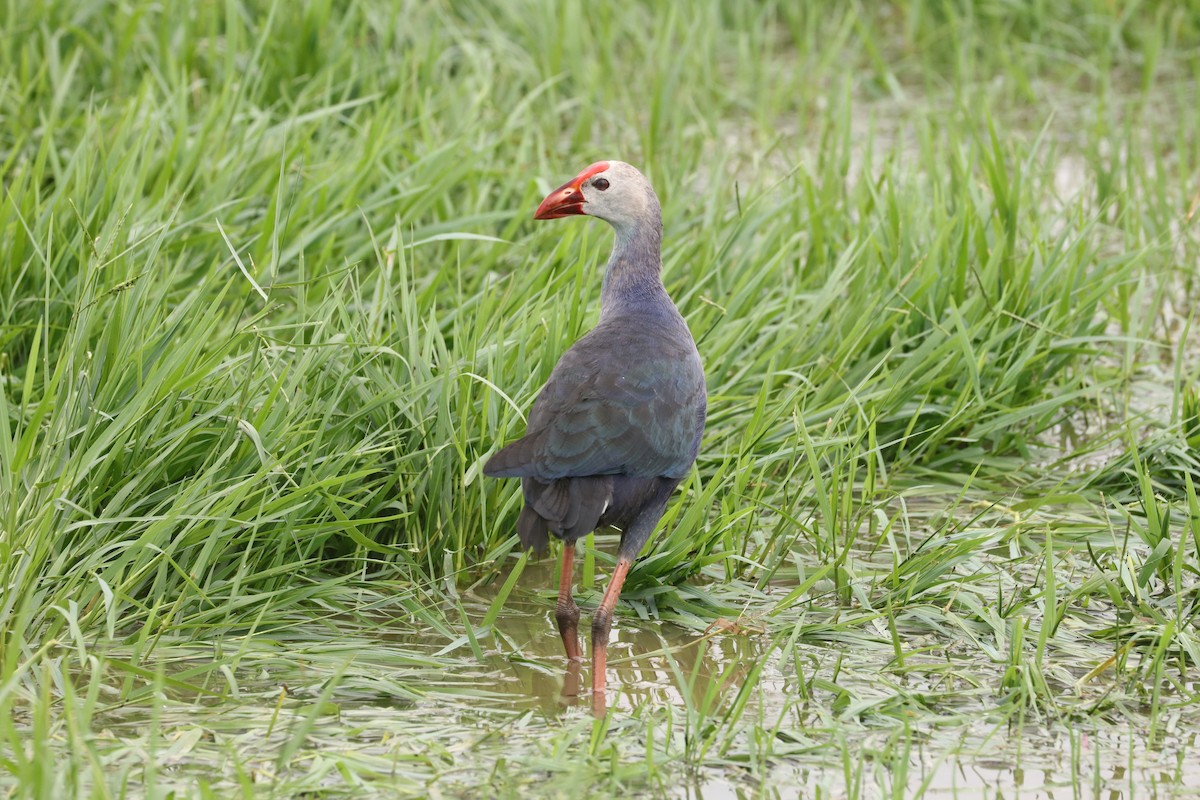 Uroilo urdin burugrisa - ML643928246