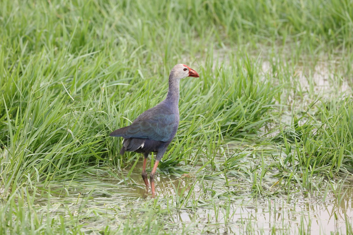 Uroilo urdin burugrisa - ML643928248