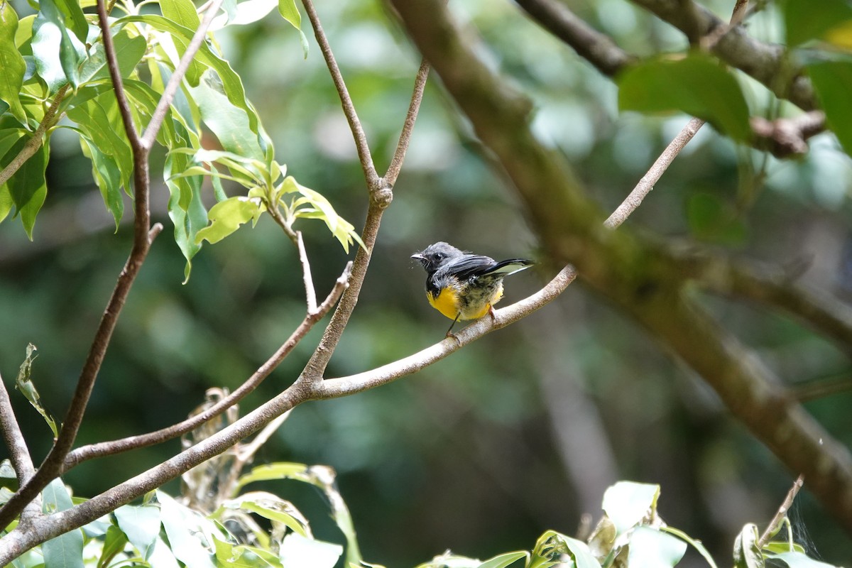 Slate-throated Redstart - ML643928265