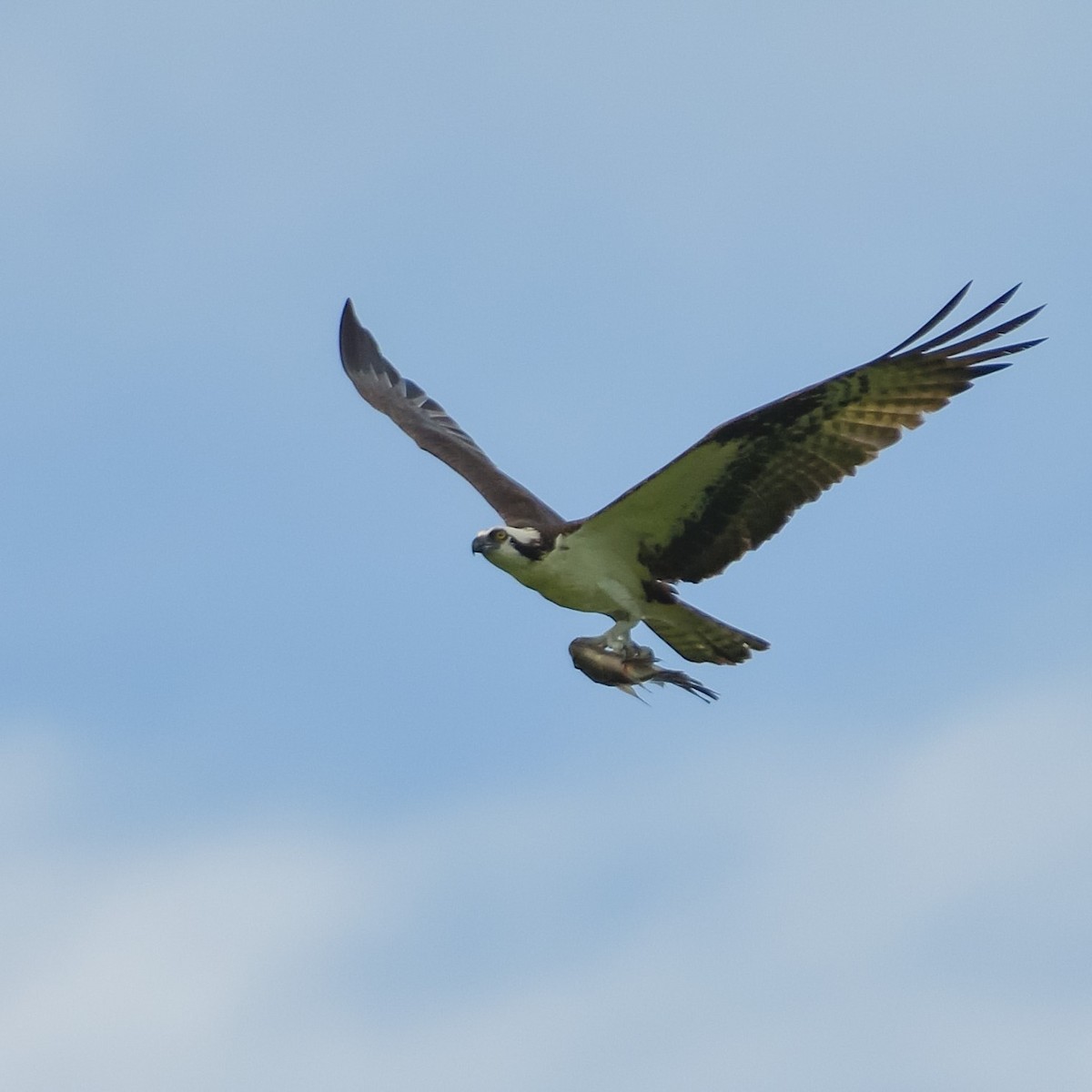 Osprey - ML643928268