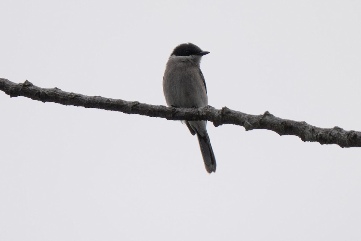 Bar-winged Flycatcher-shrike - ML643928270
