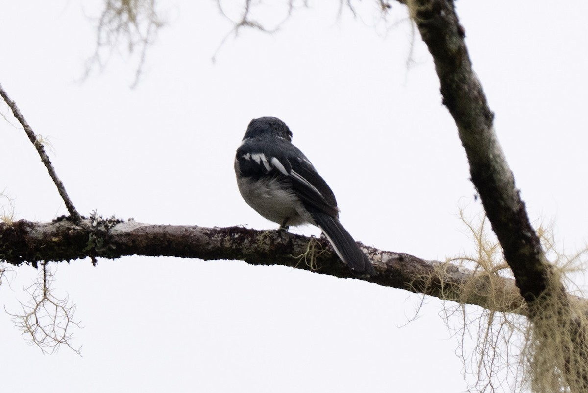 Bar-winged Flycatcher-shrike - ML643928271