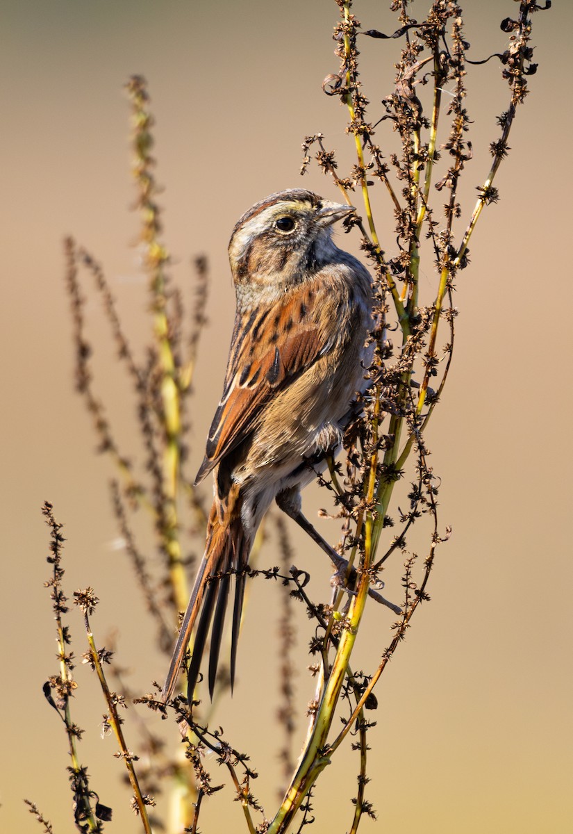 Swamp Sparrow - ML643928274