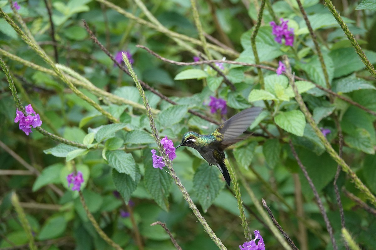 Purple-throated Mountain-gem - ML643928305