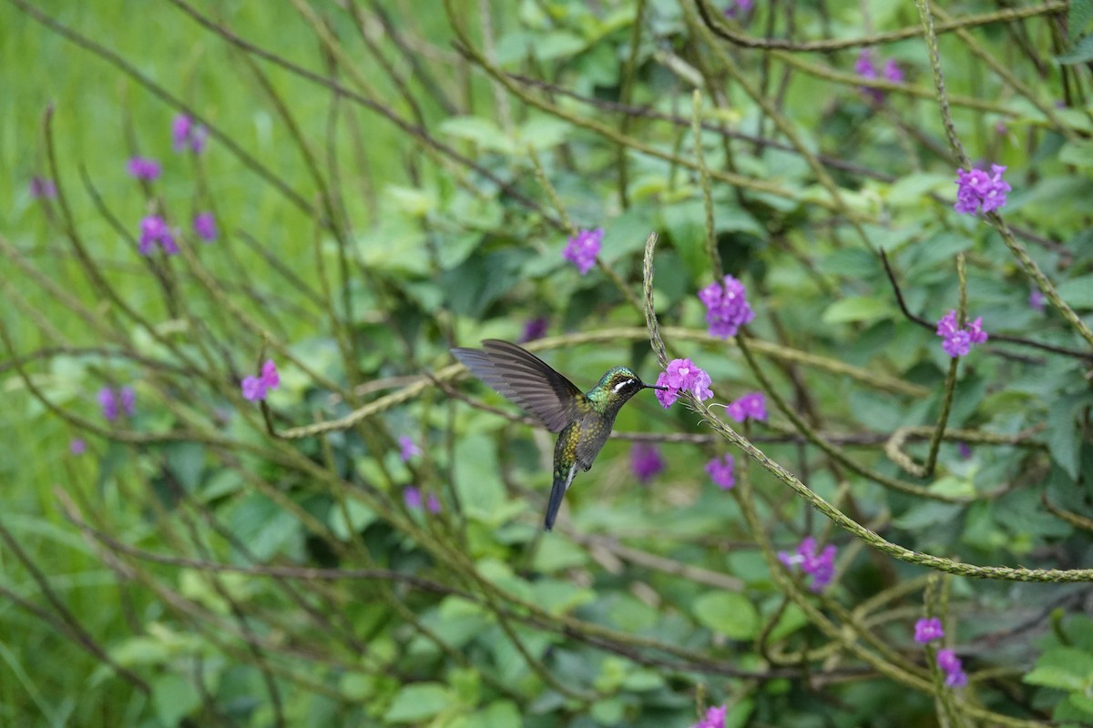 Purple-throated Mountain-gem - ML643928306