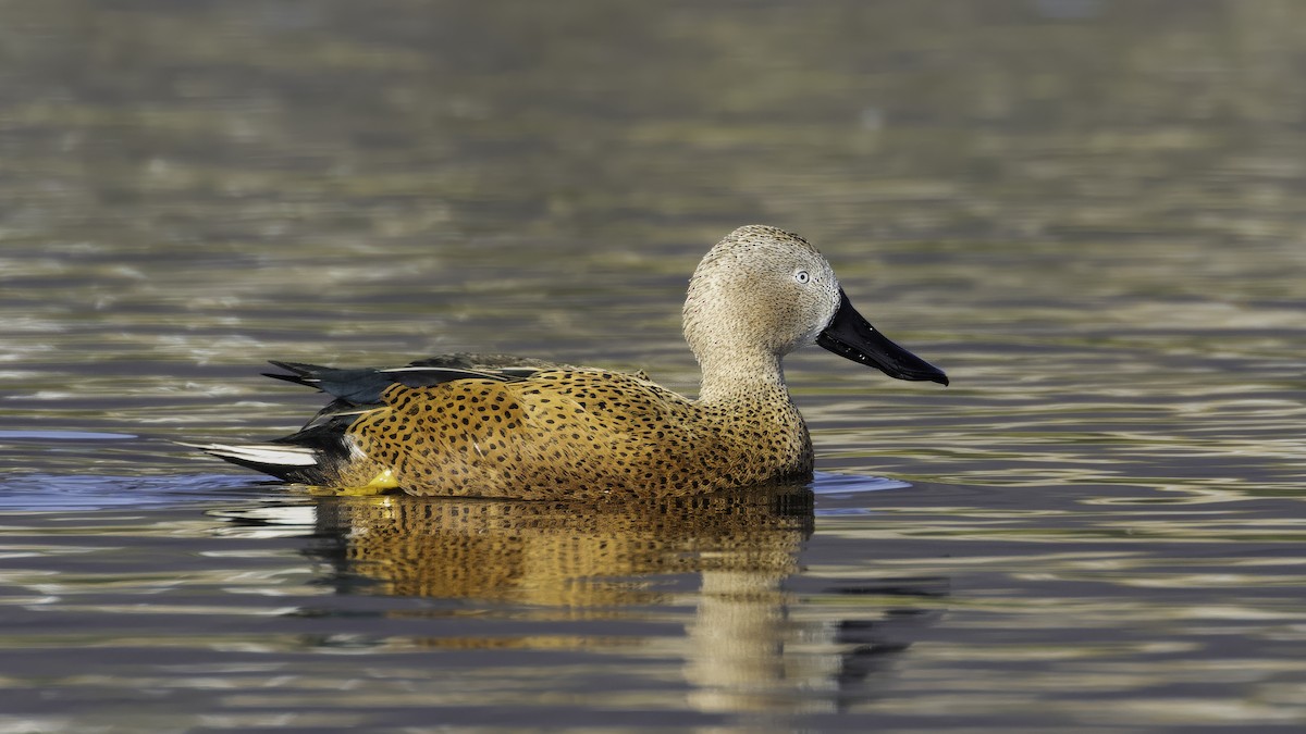 Red Shoveler - ML643928312