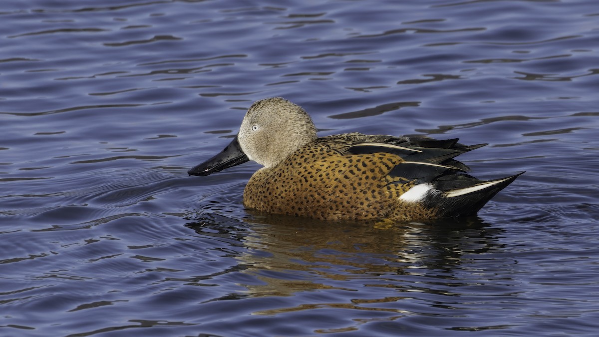 Red Shoveler - ML643928313