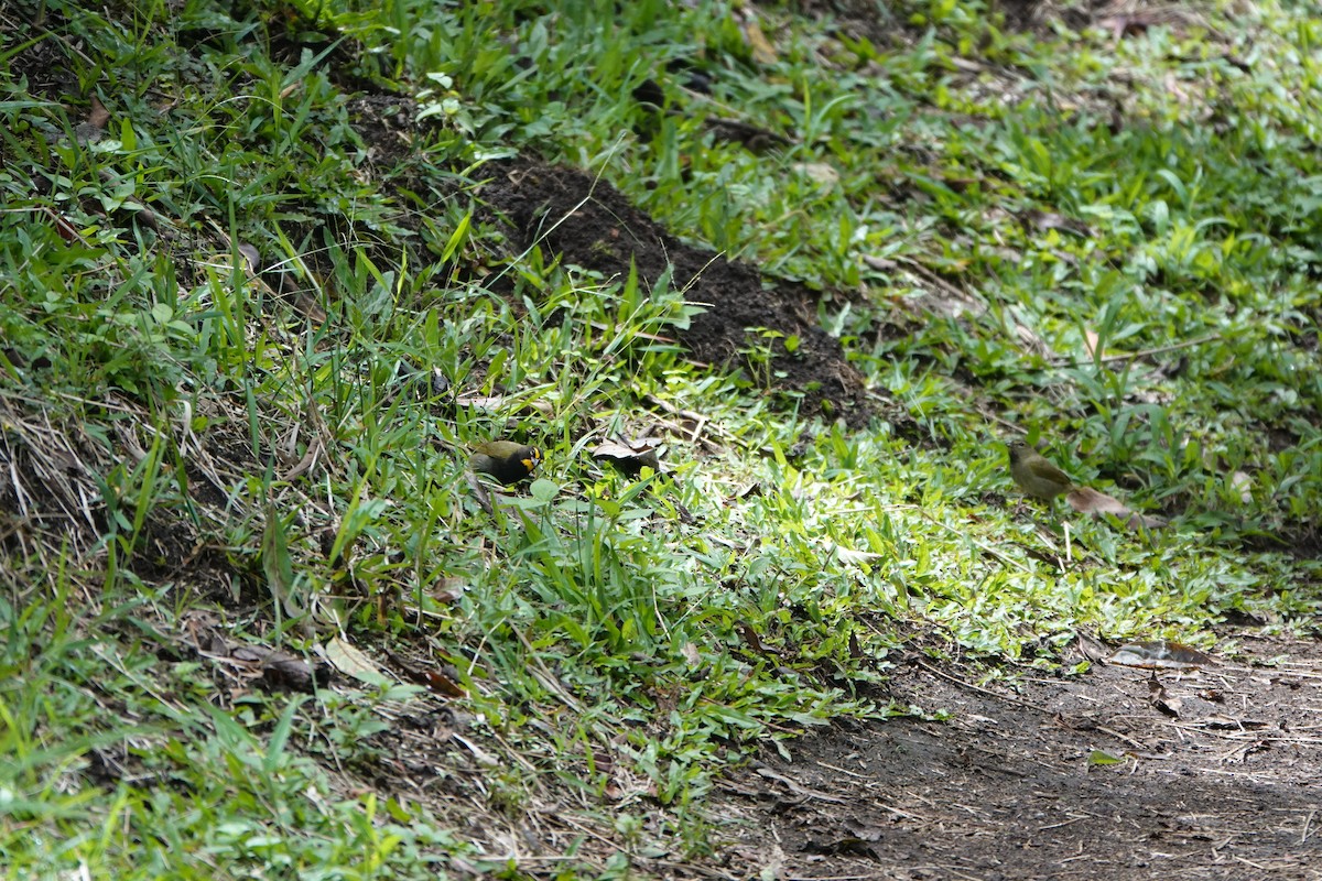 Yellow-faced Grassquit - ML643928314