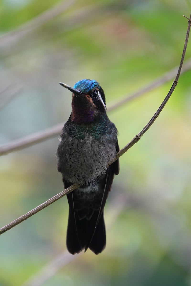 Purple-throated Mountain-gem - ML643928319