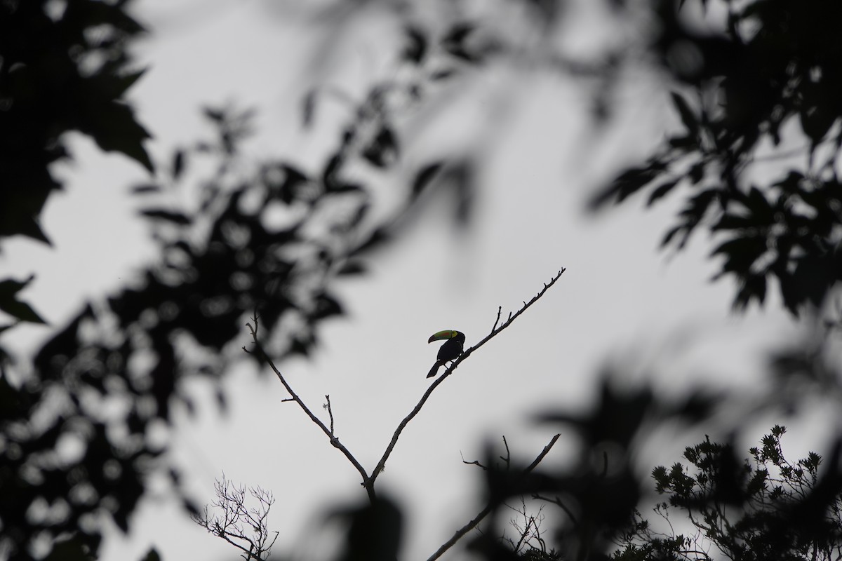 Keel-billed Toucan - ML643928322