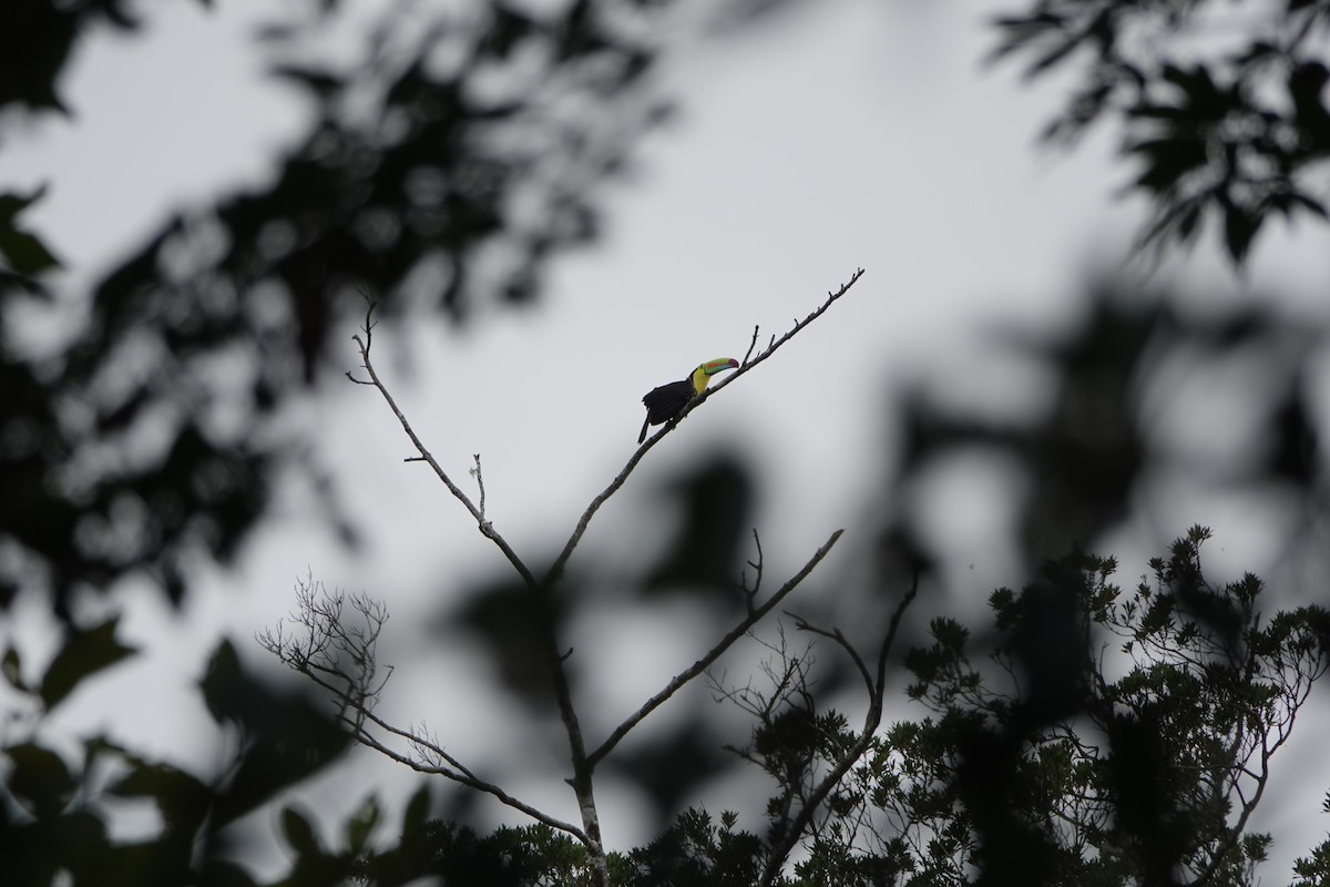 Keel-billed Toucan - ML643928323