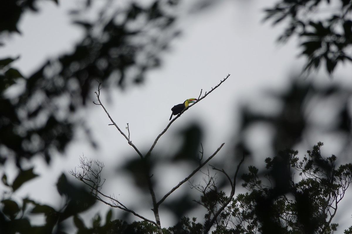 Keel-billed Toucan - ML643928324