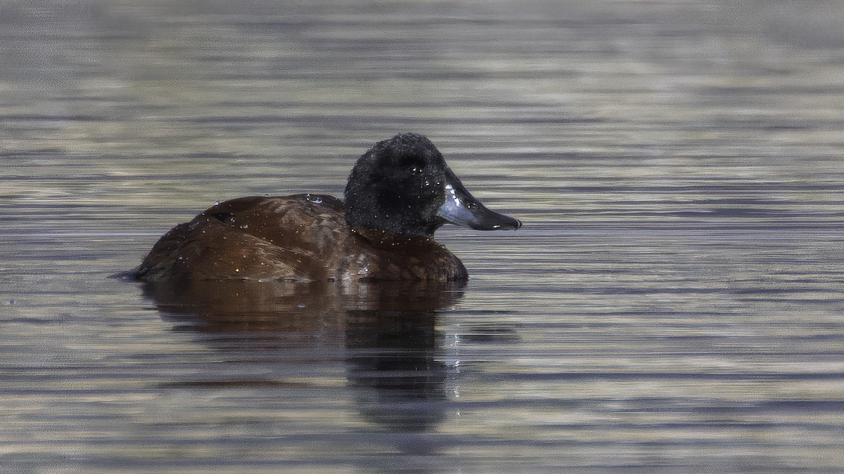 Lake Duck - ML643928326