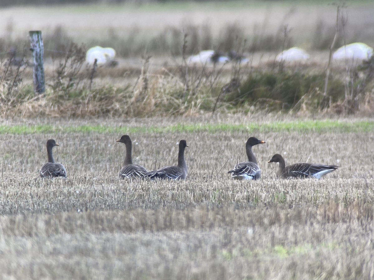 Taiga Bean-Goose - ML643928332