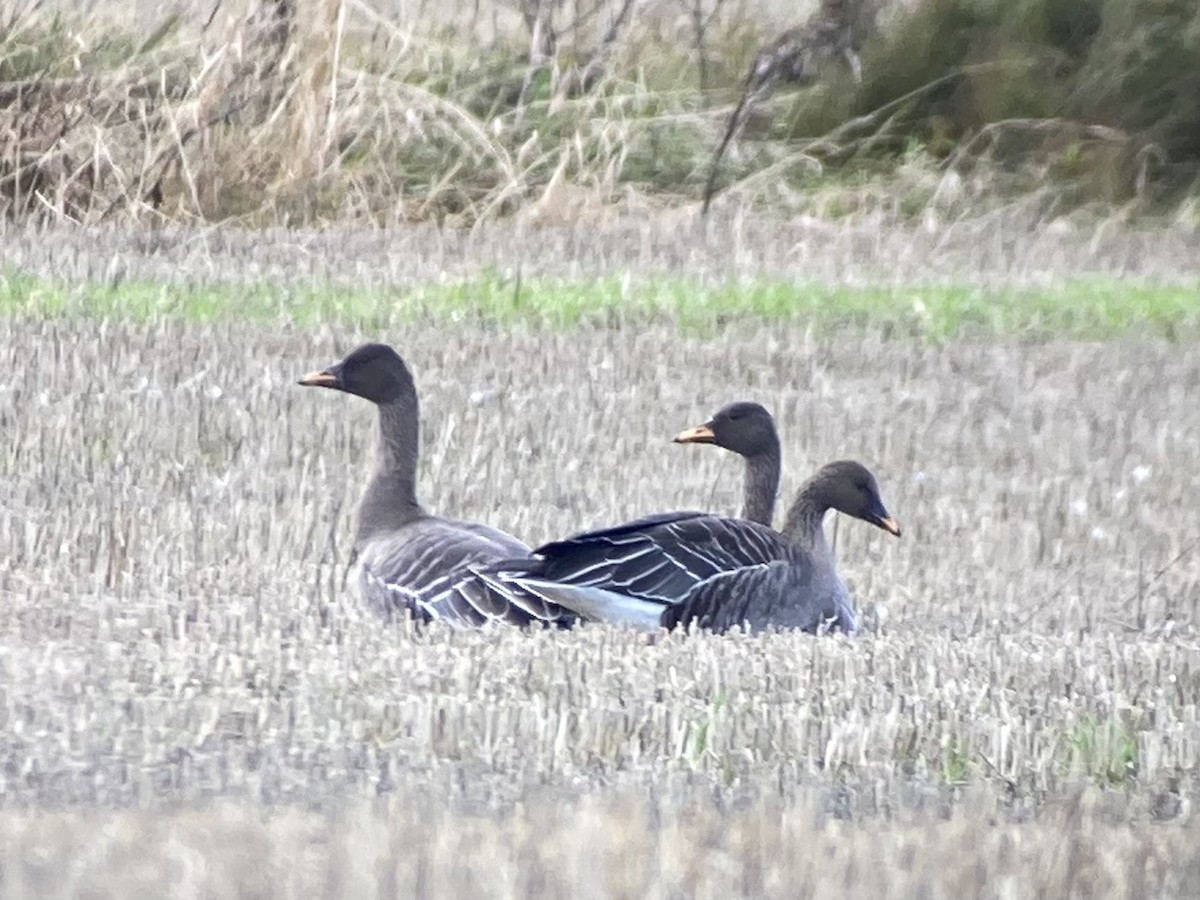 Taiga Bean-Goose - ML643928333