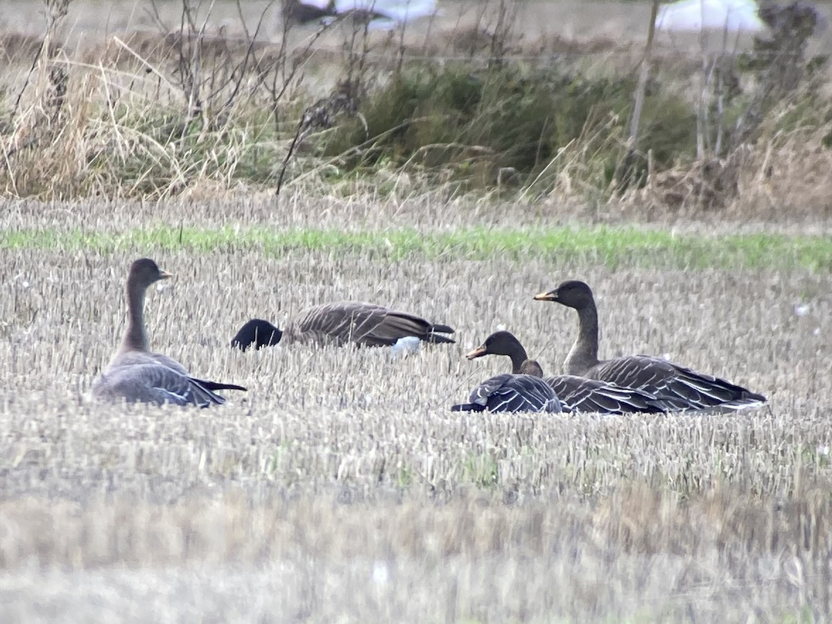 Taiga Bean-Goose - ML643928334