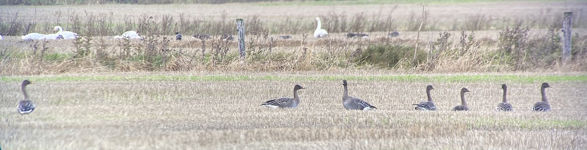 Taiga Bean-Goose - ML643928335