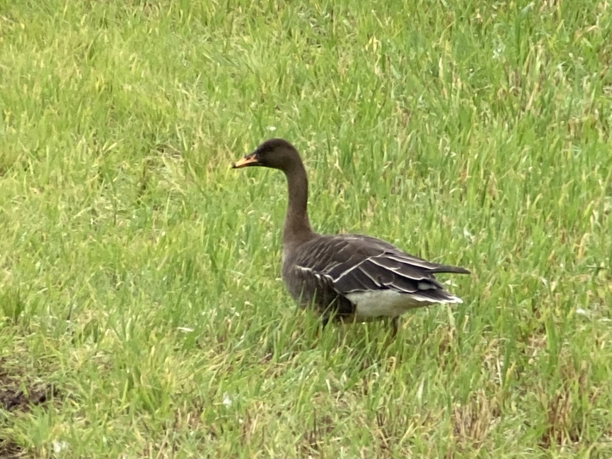 Taiga Bean-Goose - ML643928336