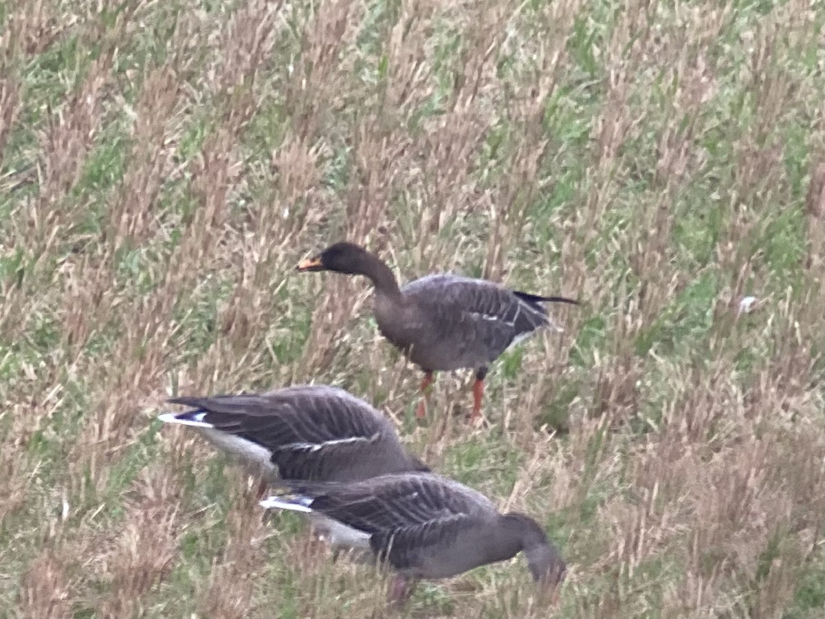 Taiga Bean-Goose - ML643928337