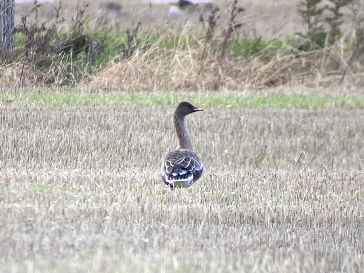 Taiga Bean-Goose - ML643928338