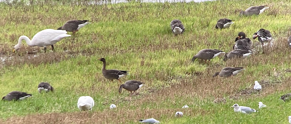 Taiga Bean-Goose - ML643928339