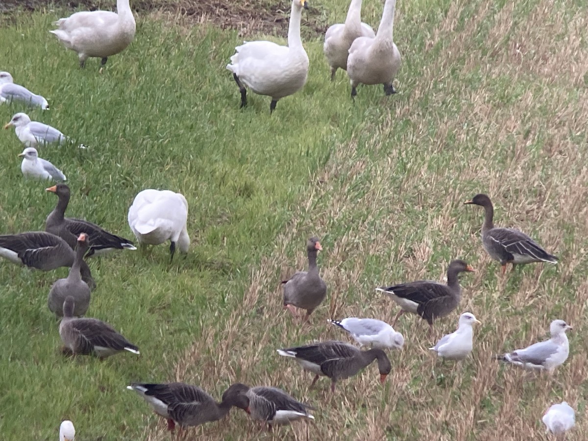 Taiga Bean-Goose - ML643928340