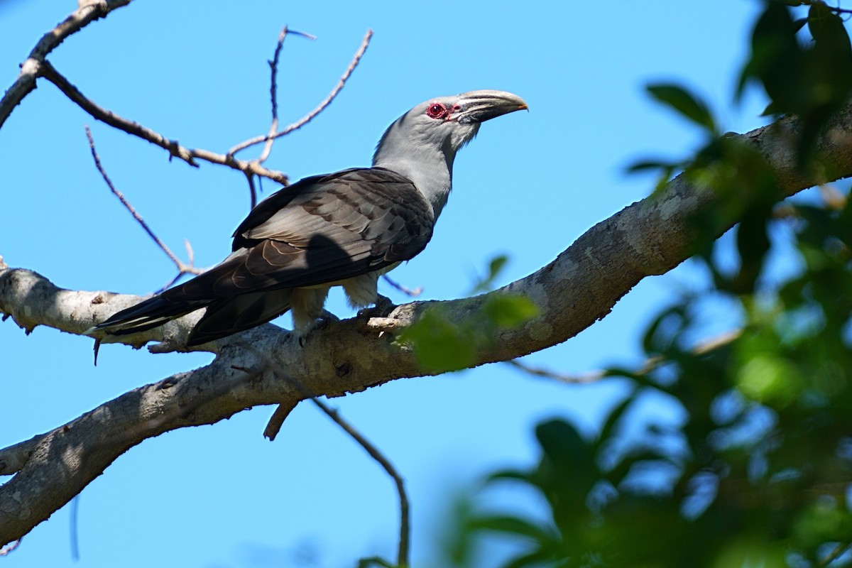Channel-billed Cuckoo - ML643928344