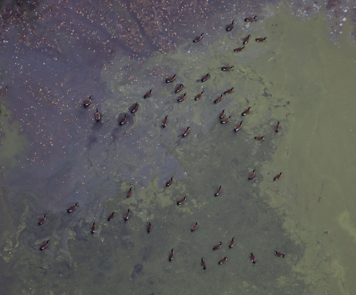 Canada Goose - ML643928362