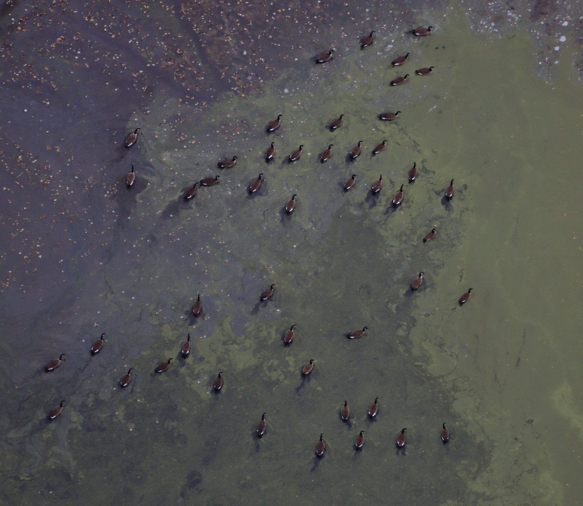 Canada Goose - ML643928363