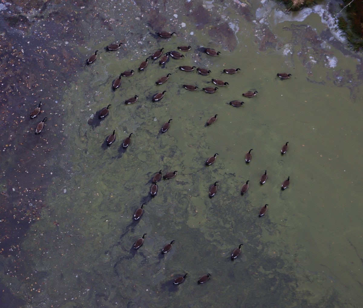 Canada Goose - ML643928364