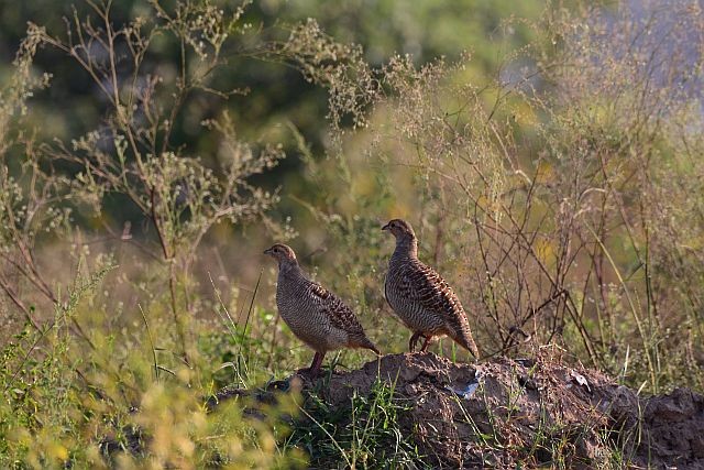 Gray Francolin - ML643928365