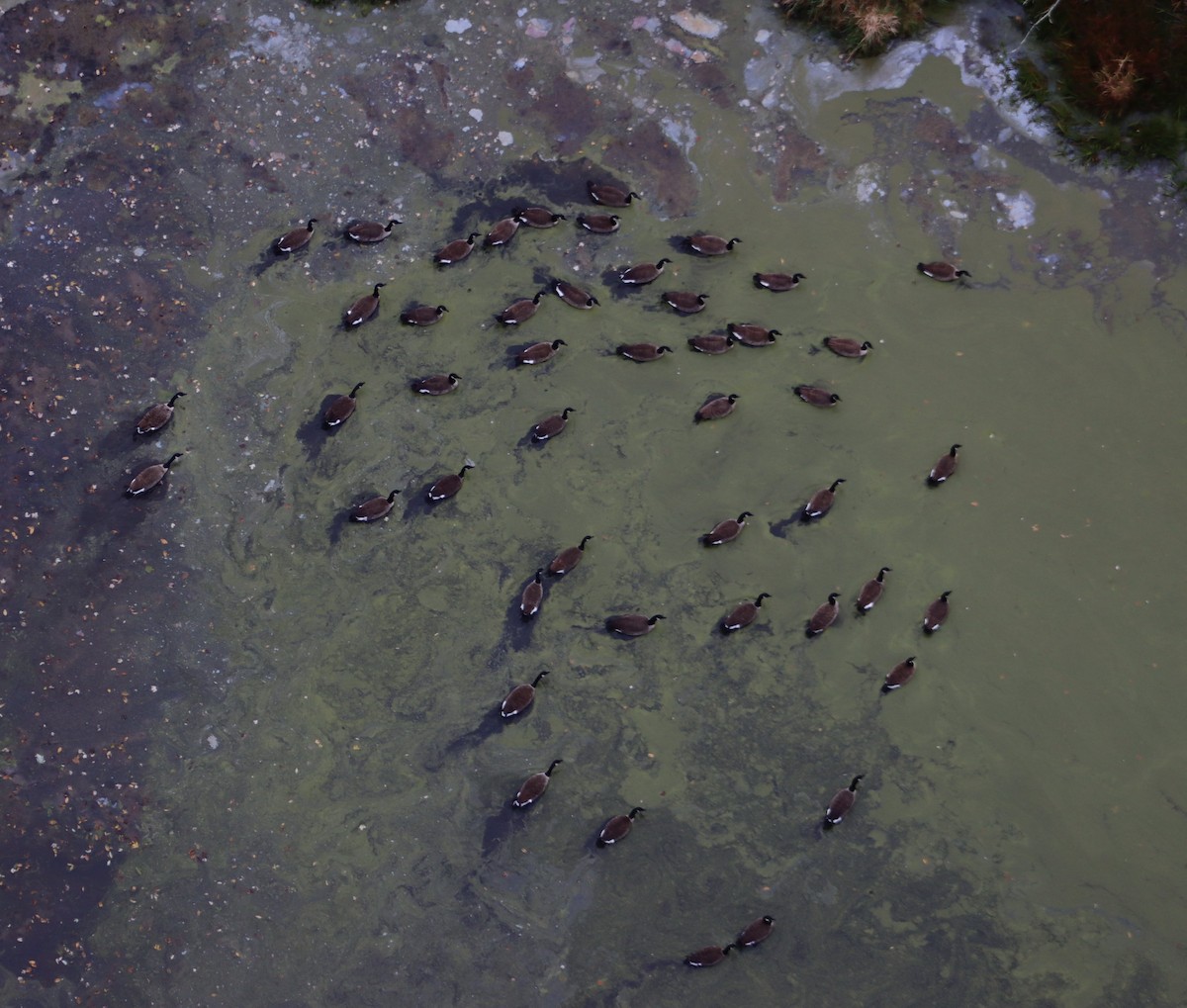 Canada Goose - ML643928366