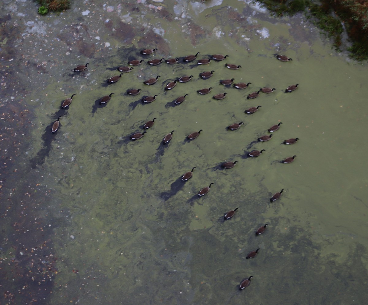 Canada Goose - ML643928368